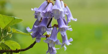Cum sa plantezi Paulownia si care sunt pasii