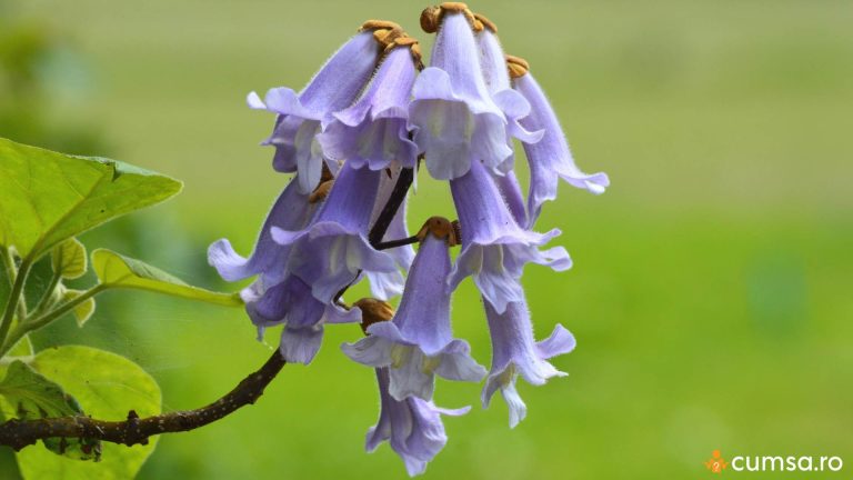 Cum sa plantezi Paulownia si care sunt pasii