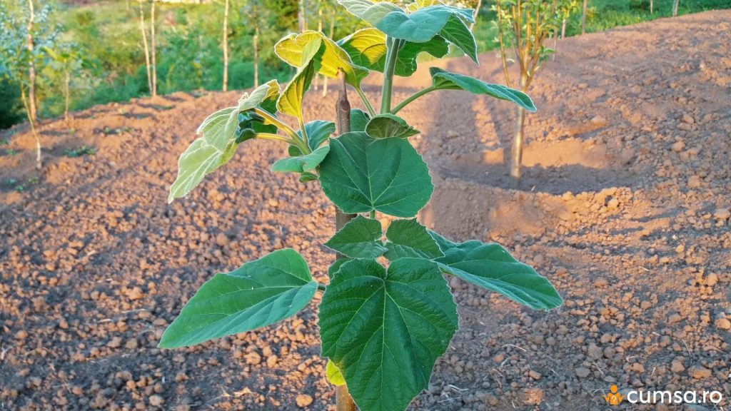 Cum sa plantezi Paulownia