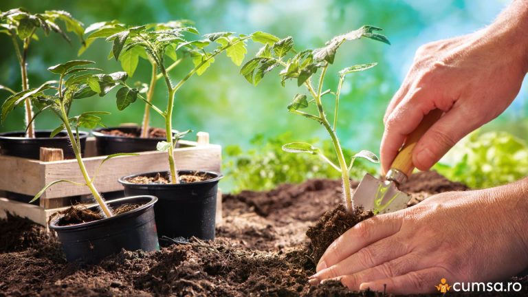 Cand se planteaza rasadurile de rosii. Cum sa procedezi si care sunt pasii