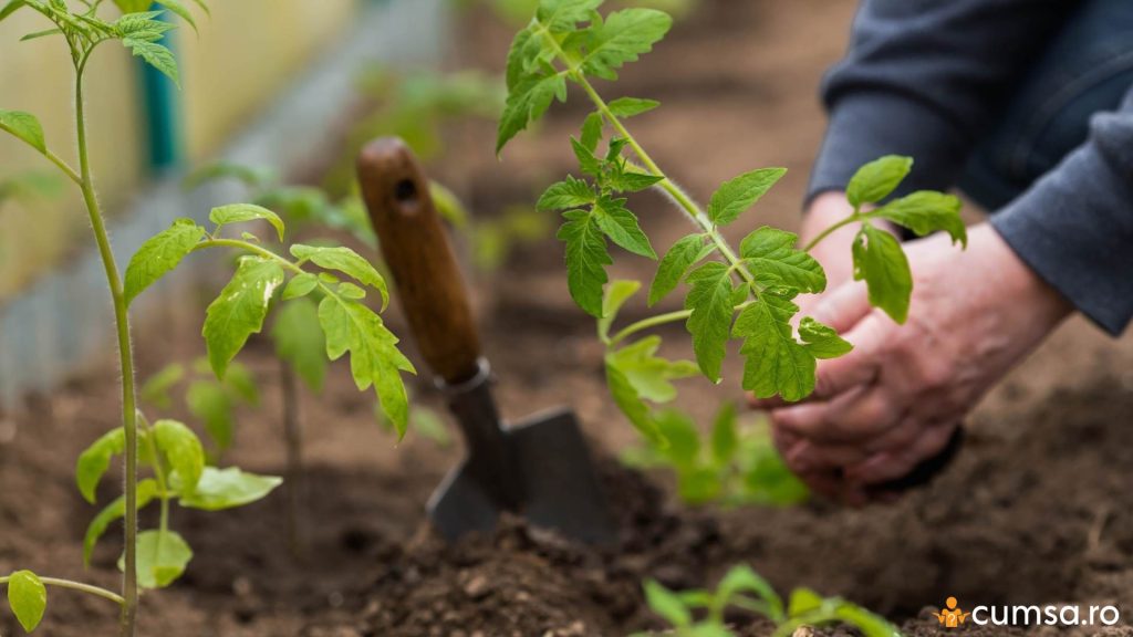 Cand se planteaza rasadurile in solar