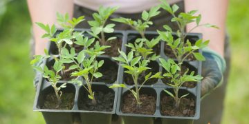 Cand se planteaza rasadurile in solar si cum sa faci asta corect