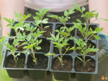 Cand se planteaza rasadurile in solar si cum sa faci asta corect