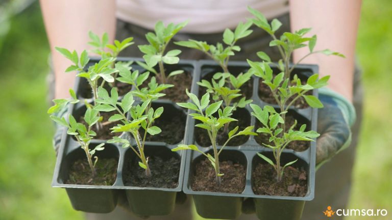 Cand se planteaza rasadurile in solar si cum sa faci asta corect