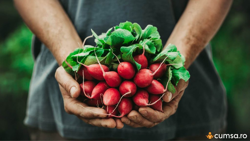 Cand se planteaza ridichile in gradina