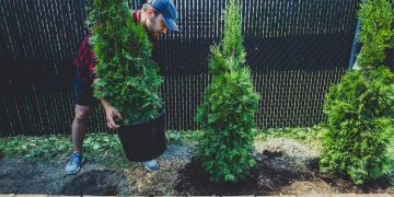 Cand se planteaza tuia. Ce perioada trebuie sa eviti si cum sa procedezi