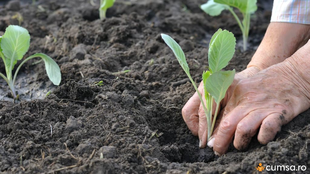 Cand se planteaza varza de toamna