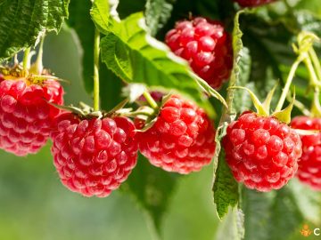 Cand se planteaza zmeura in gradina. In ce perioada si cum sa procedezi