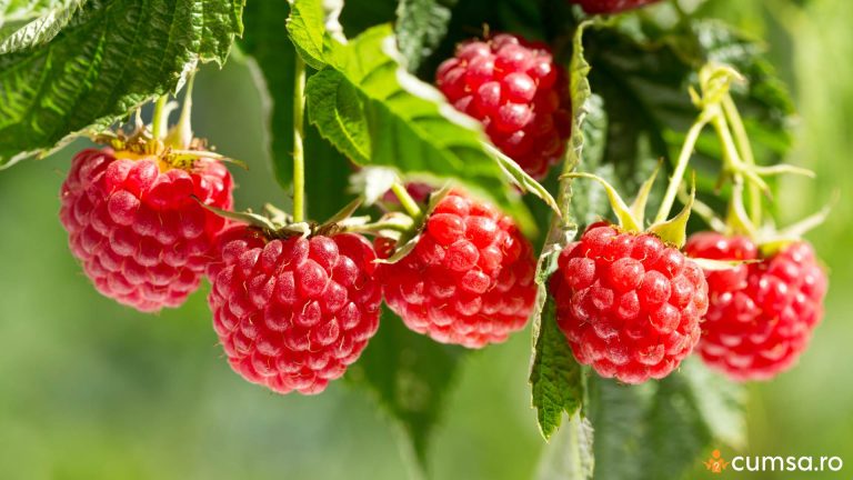 Cand se planteaza zmeura in gradina. In ce perioada si cum sa procedezi