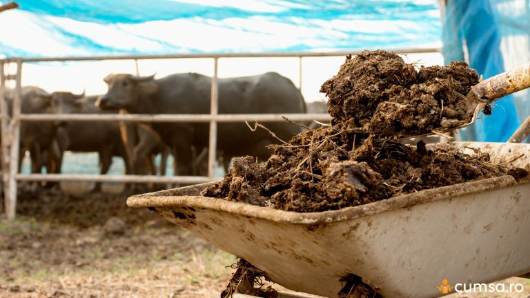 Cand se pune gunoi de grajd in gradina si de ce este necesar. Cum sa procedezi