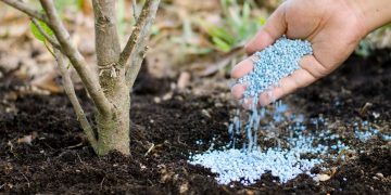 Cand se pune ingrasamant la pomii fructiferi si cum sa il aplici