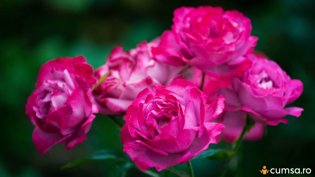 Cand se pune ingrasamant la trandafiri