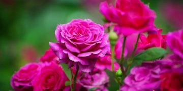 Cand se pune ingrasamant la trandafiri si cum sa prepari unul