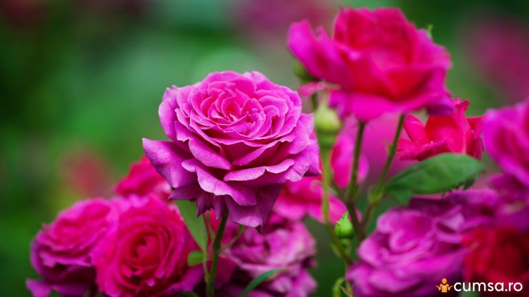 Cand se pune ingrasamant la trandafiri si cum sa prepari unul