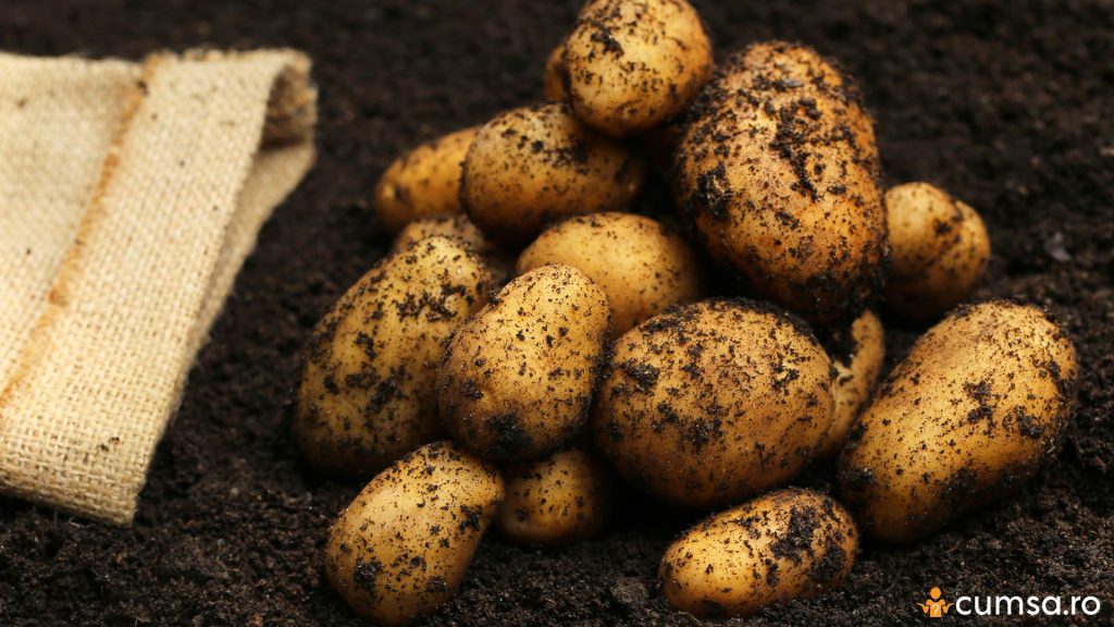 Cand se recolteaza cartofii
