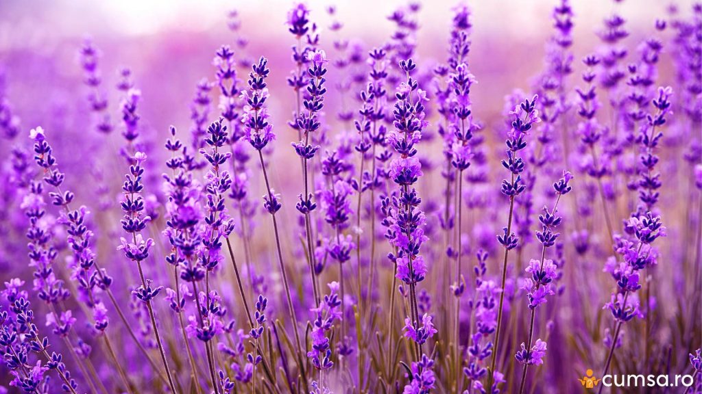 Cand se recolteaza lavanda