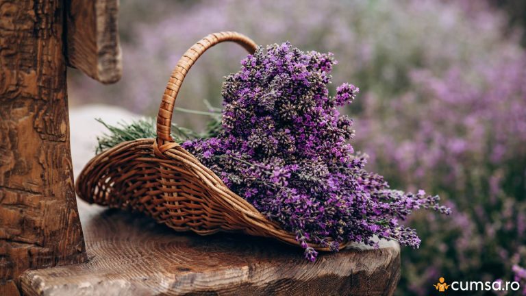 Cand se recolteaza lavanda si care este cel mai bun interval orar