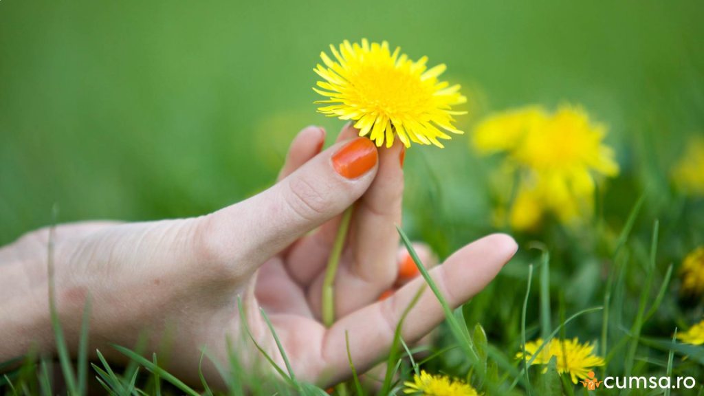 Cand se recolteaza papadia