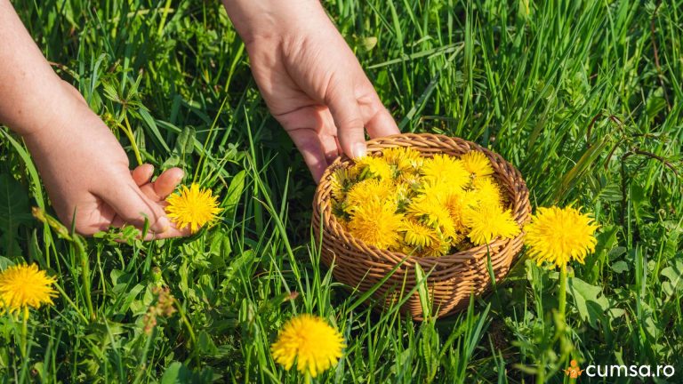Cand se recolteaza papadia si cum sa faci asta in mod corect