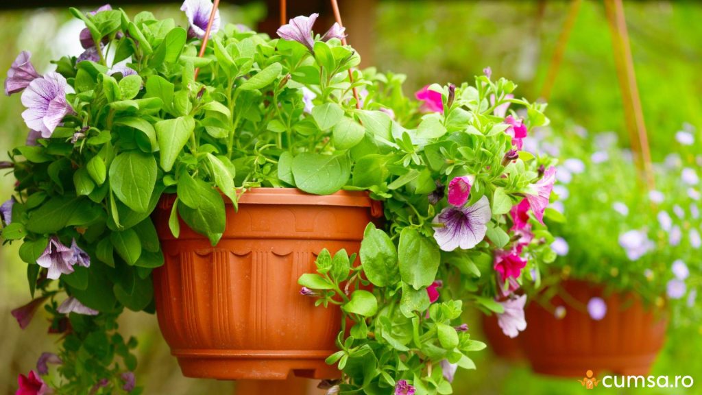 Cand se scot florile afara