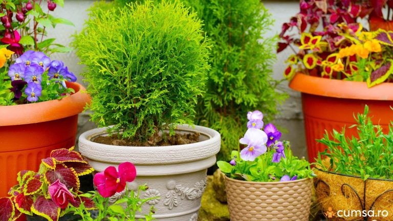 Cand se scot florile afara si cum sa faci asta in mod corect