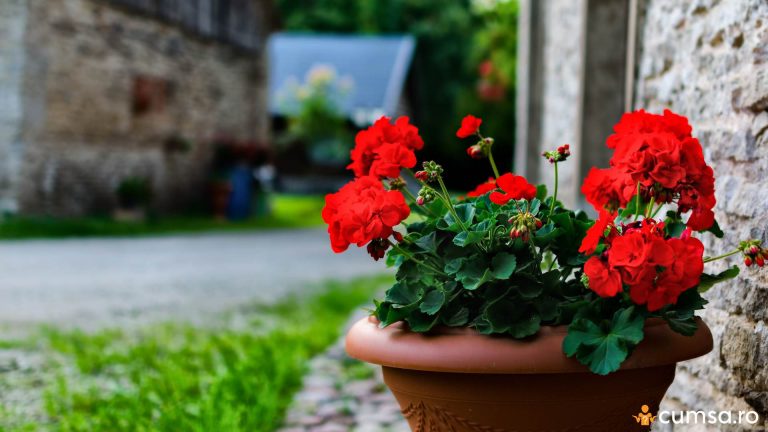 Cand se scot muscatele afara primavara. Cum sa procedezi si care sunt pasii