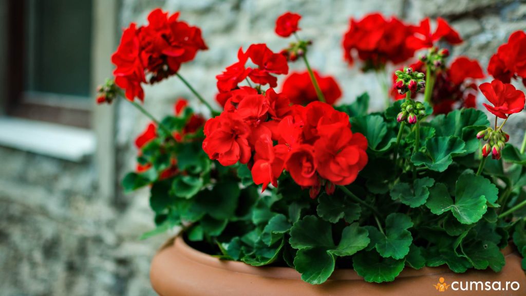 Cand se scot muscatele afara primavara