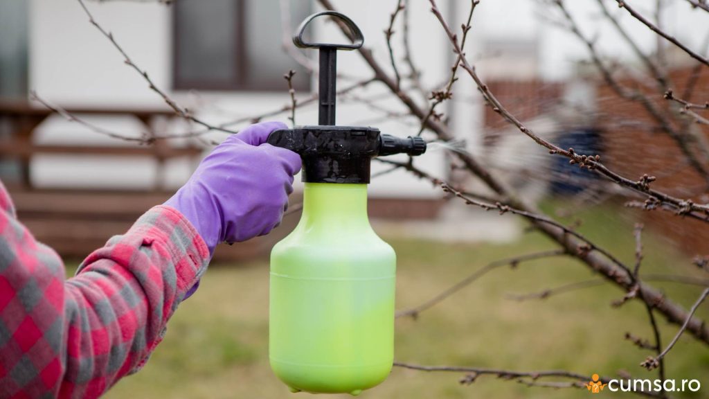 Cand se stropesc pomii fructiferi cu ulei horticol