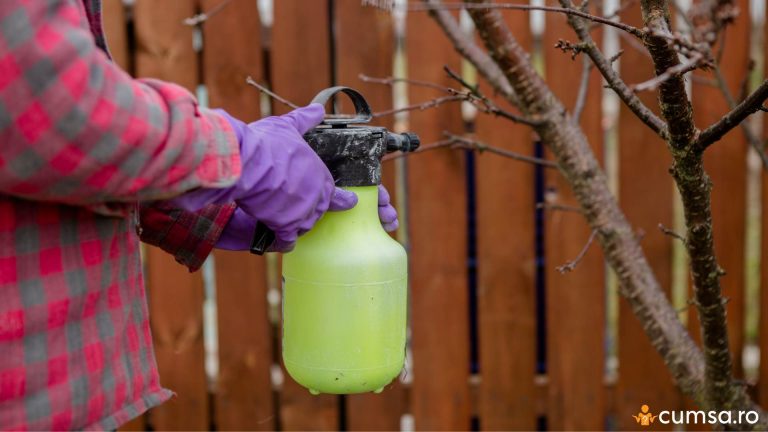 Cand se stropesc pomii fructiferi cu ulei horticol si cum sa aplici solutia corect