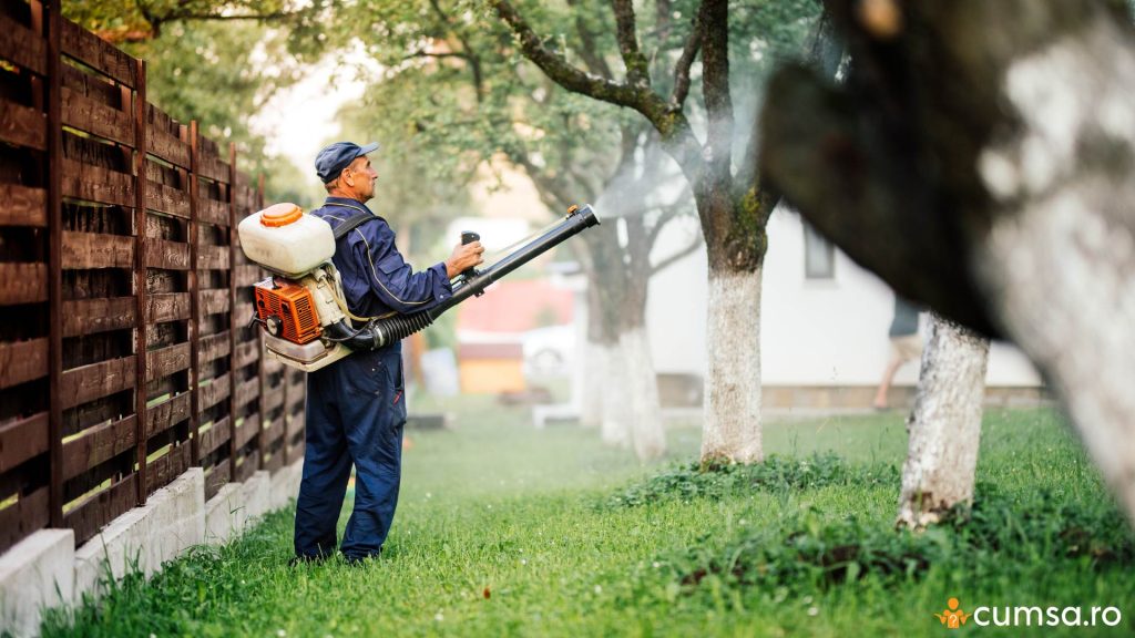 Cand se stropesc pomii fructiferi. Dimineata sau seara?