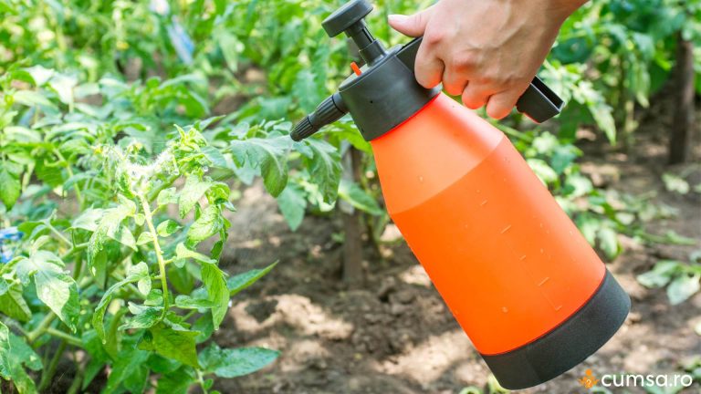 Cand se stropesc rosiile cu lapte si cum sa prepari solutia