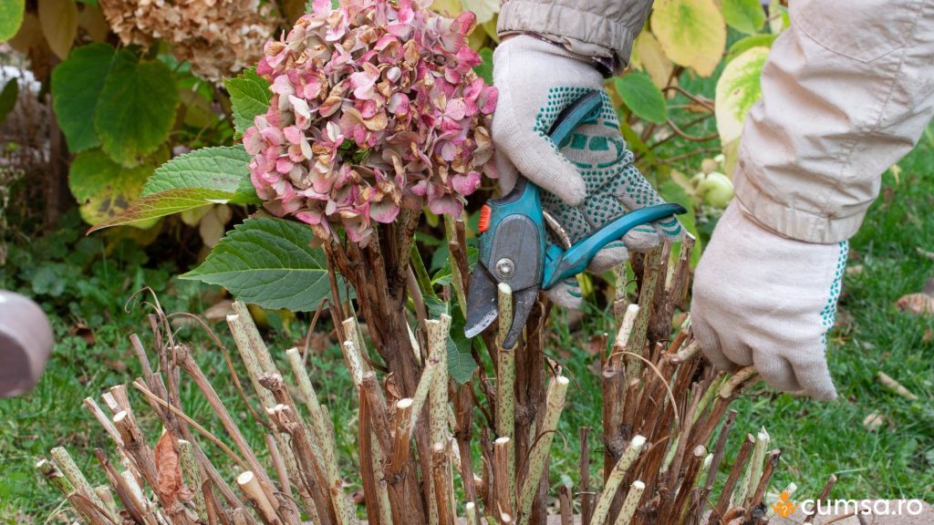 Cand se taie hortensia