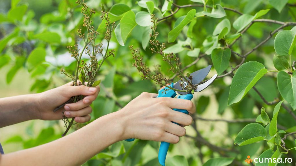 Cand se taie liliacul