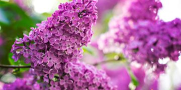 Cand se taie liliacul si cum sa faci acest lucru in mod corect