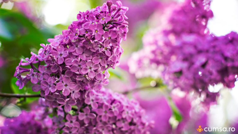 Cand se taie liliacul si cum sa faci acest lucru in mod corect