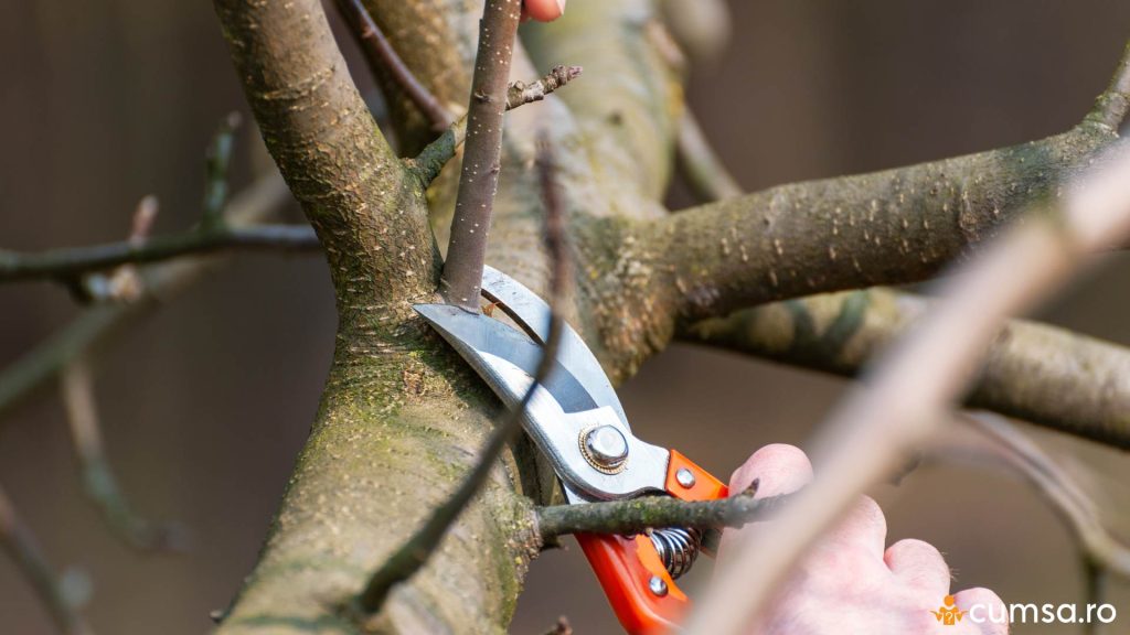 Cand se taie pomii fructiferi
