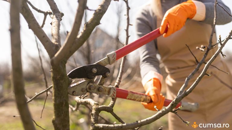 Cand se taie pomii fructiferi in functie de specie. Cum sa faci asta