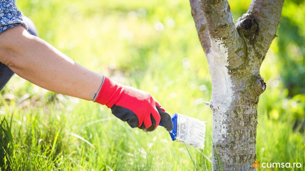 Cand se varuiesc pomii fructiferi