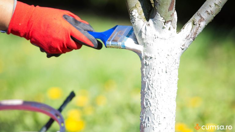 Cand se varuiesc pomii fructiferi si cum sa procedezi