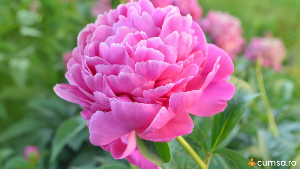 Cum sa alegi bulbii de bujori