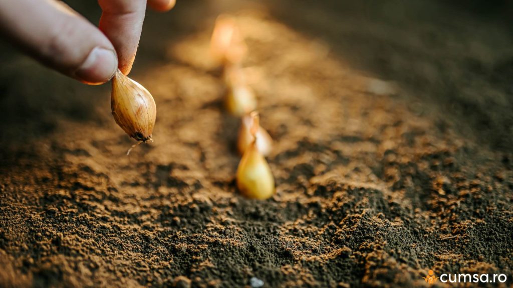 Cum sa cultivi ceapa de toamna