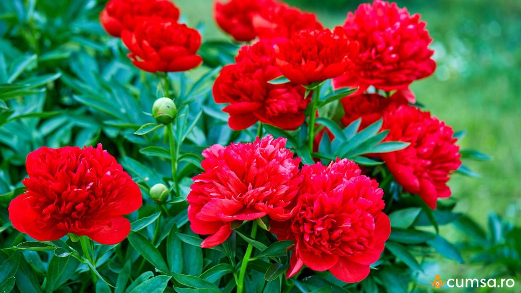 Cum sa plantezi bujori