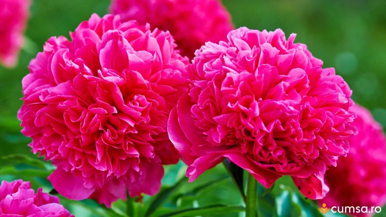 Cum sa plantezi bujori si care este cea mai buna perioada