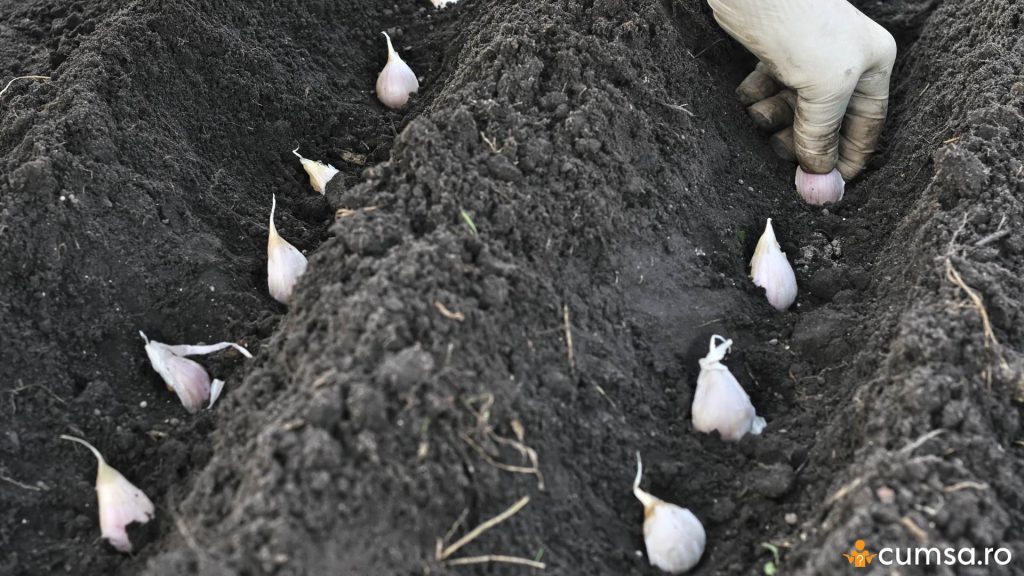 Cum sa plantezi usturoiul