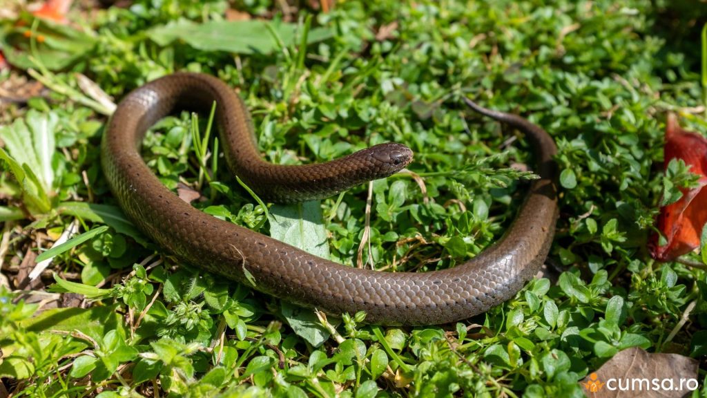 Cum sa procedezi daca vezi un sarpe