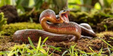 Cum sa procedezi daca vezi un sarpe si ce nu ar trebui sa faci