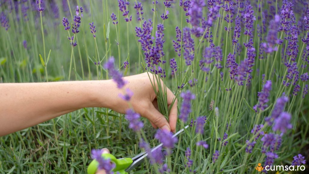 Cum sa tai lavanda