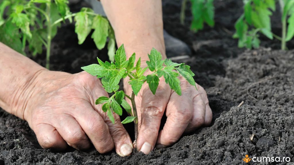 Cum sa uzi rasadurile de rosii