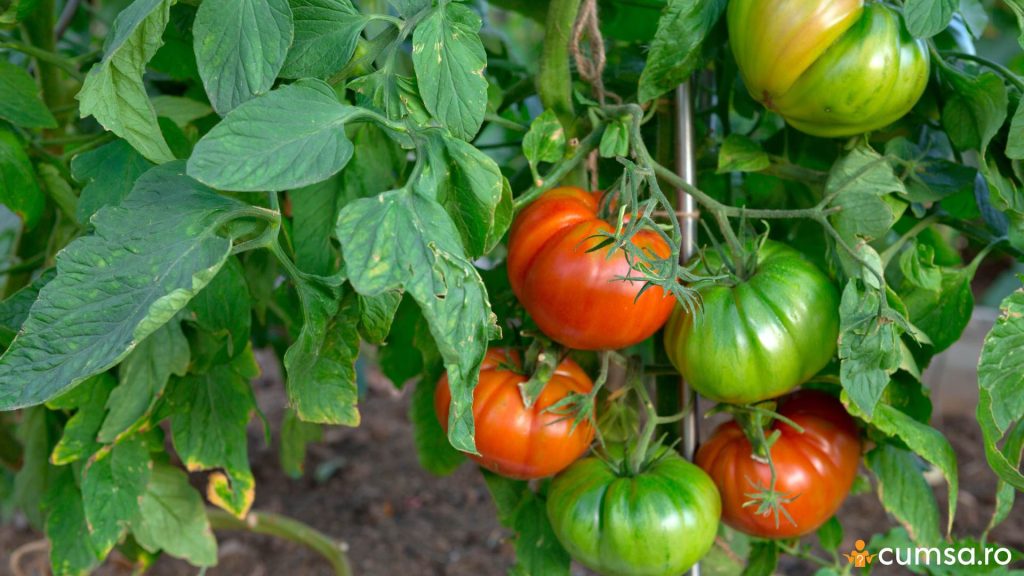 Defolierea tomatelor