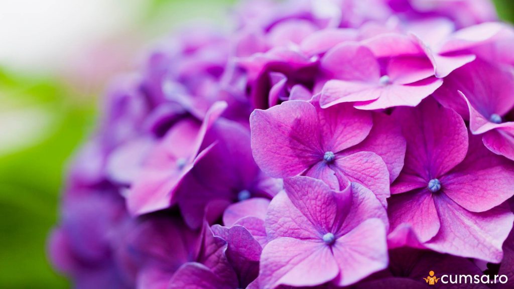 Floare de hortensie